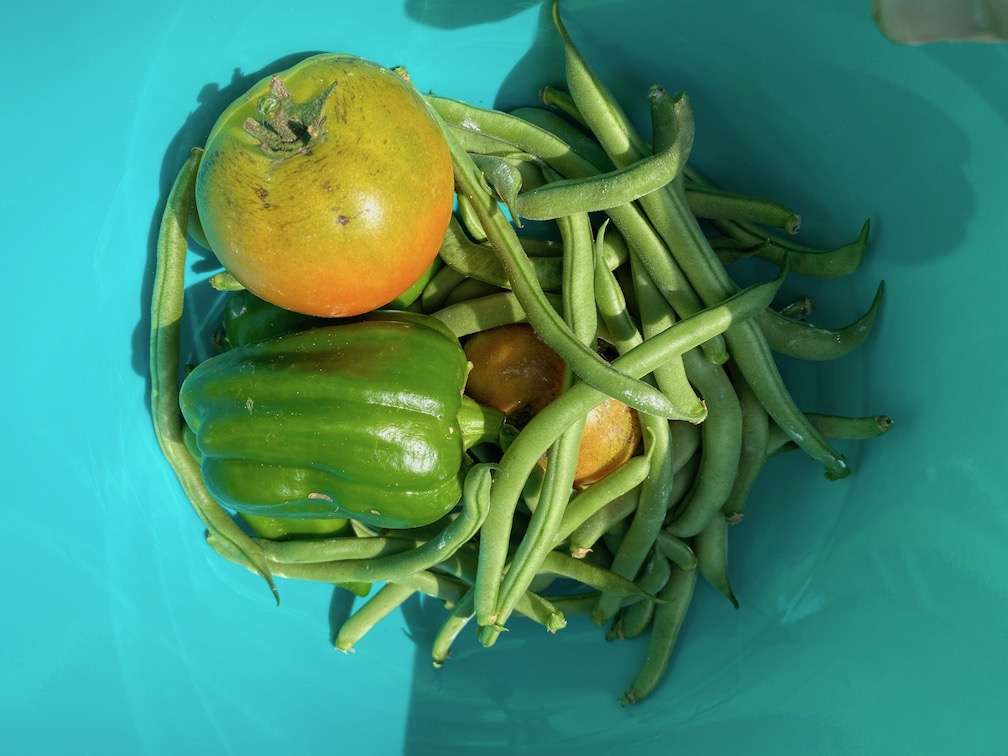 Beans and tomatoes