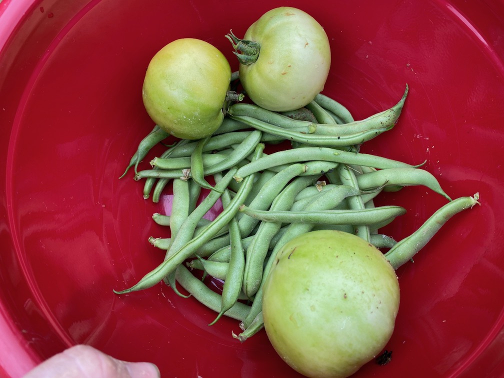 Beans and green tomatoes