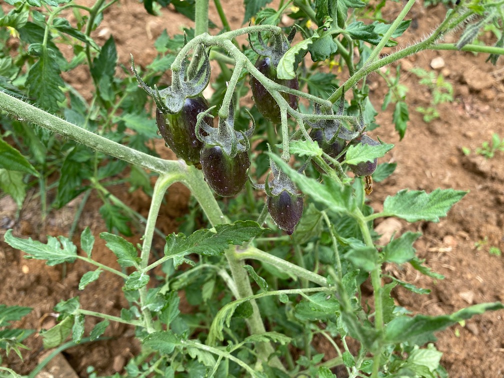 Heirloom tomatoes