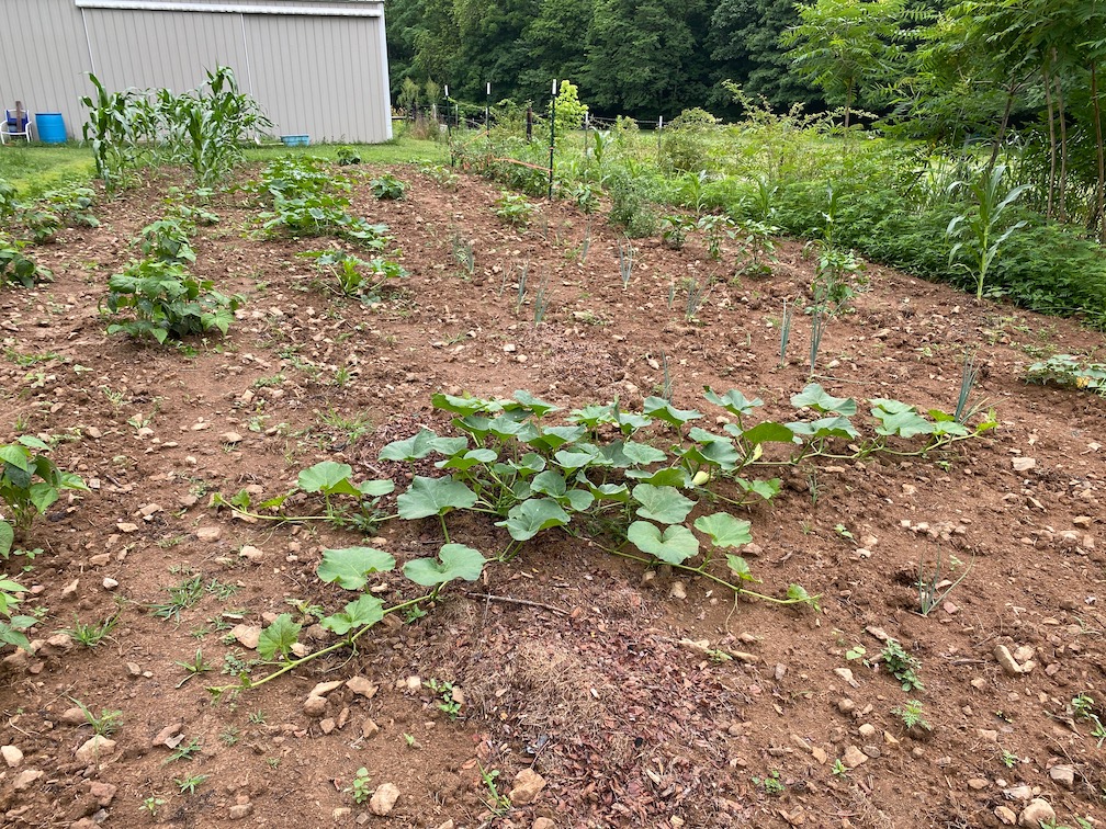 June 2020 Squash 