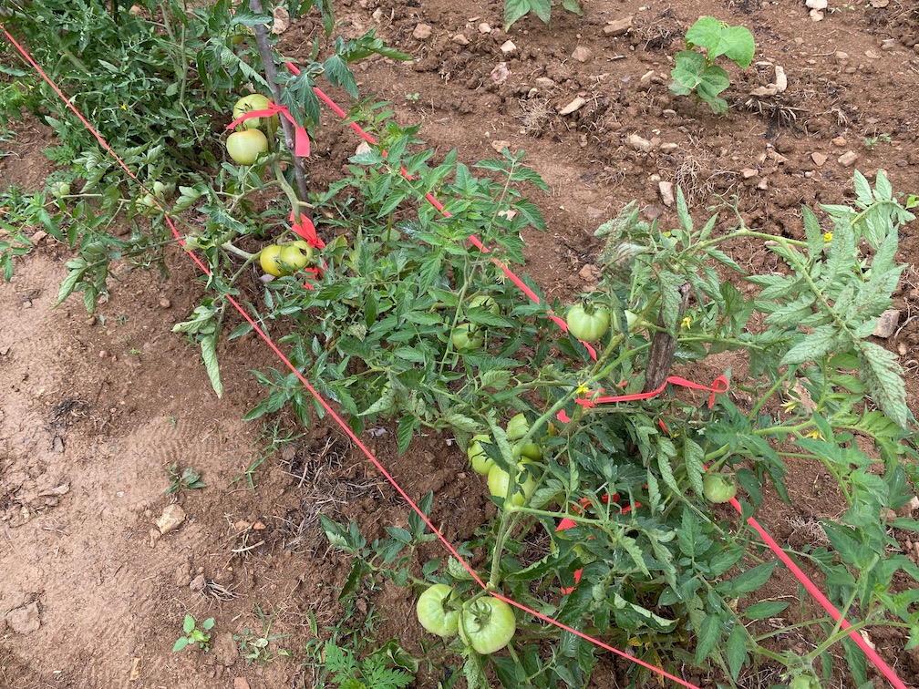 Tomatoes