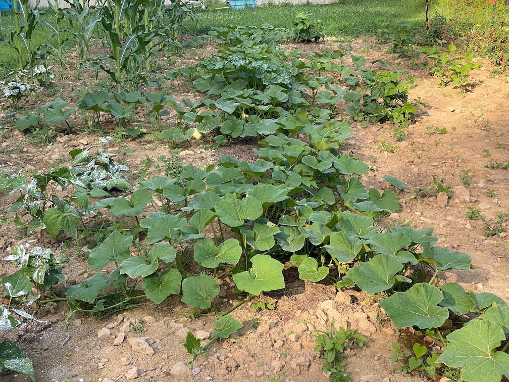 Monster squash