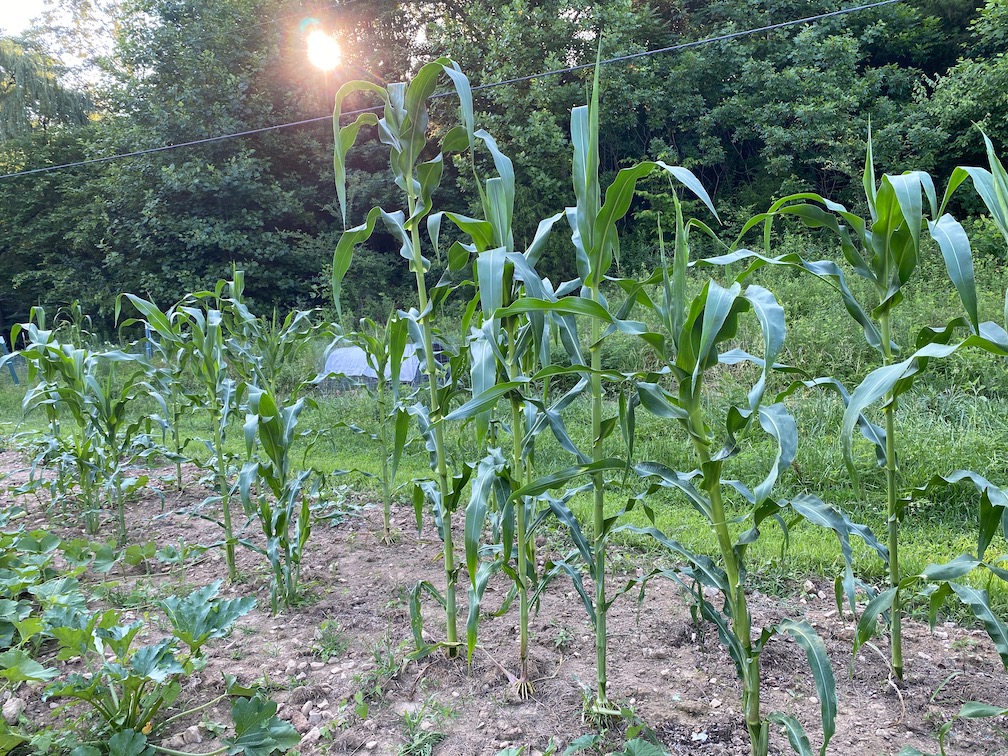 Seed corn